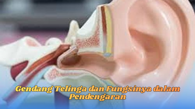 gendang telinga